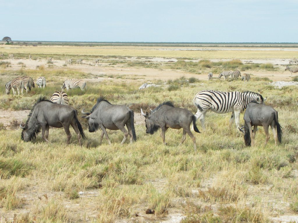 etosha pfanne